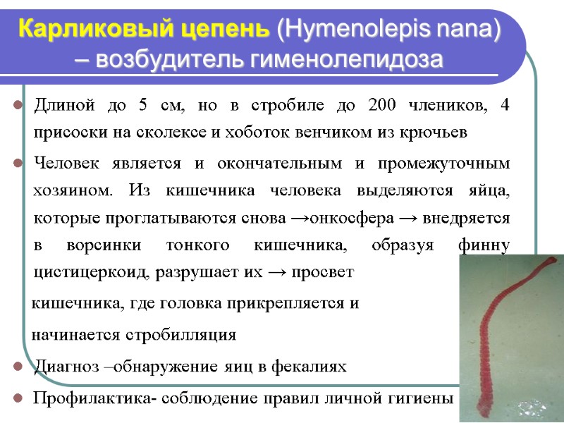Карликовый цепень (Hymenolepis nana) – возбудитель гименолепидоза Длиной до 5 см, но в стробиле